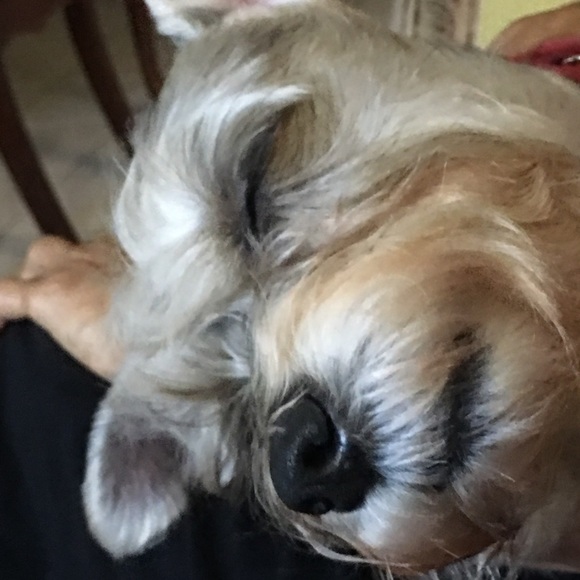 Meet your Posher, Diana - Picture 4 of 4