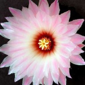 Meet your Posher, Cathy