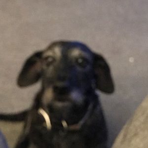 Meet your Posher, Tracy