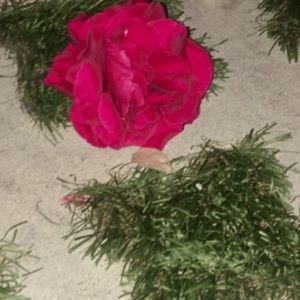 Meet your Posher, Joy