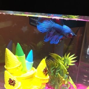 Meet your Posher, Holly