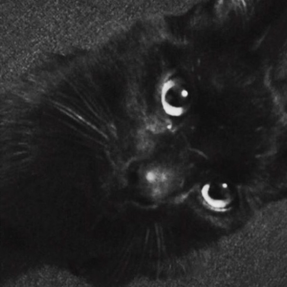 Meet your Posher, Diana