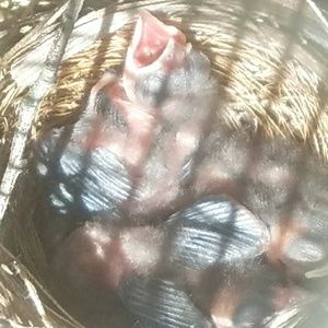 Meet your Posher, Audrey