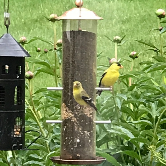 Meet your Posher, Evelyn - Picture 1 of 1