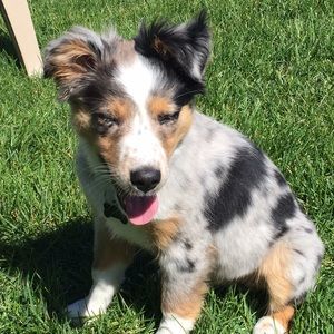 Meet your Posher, Darcy