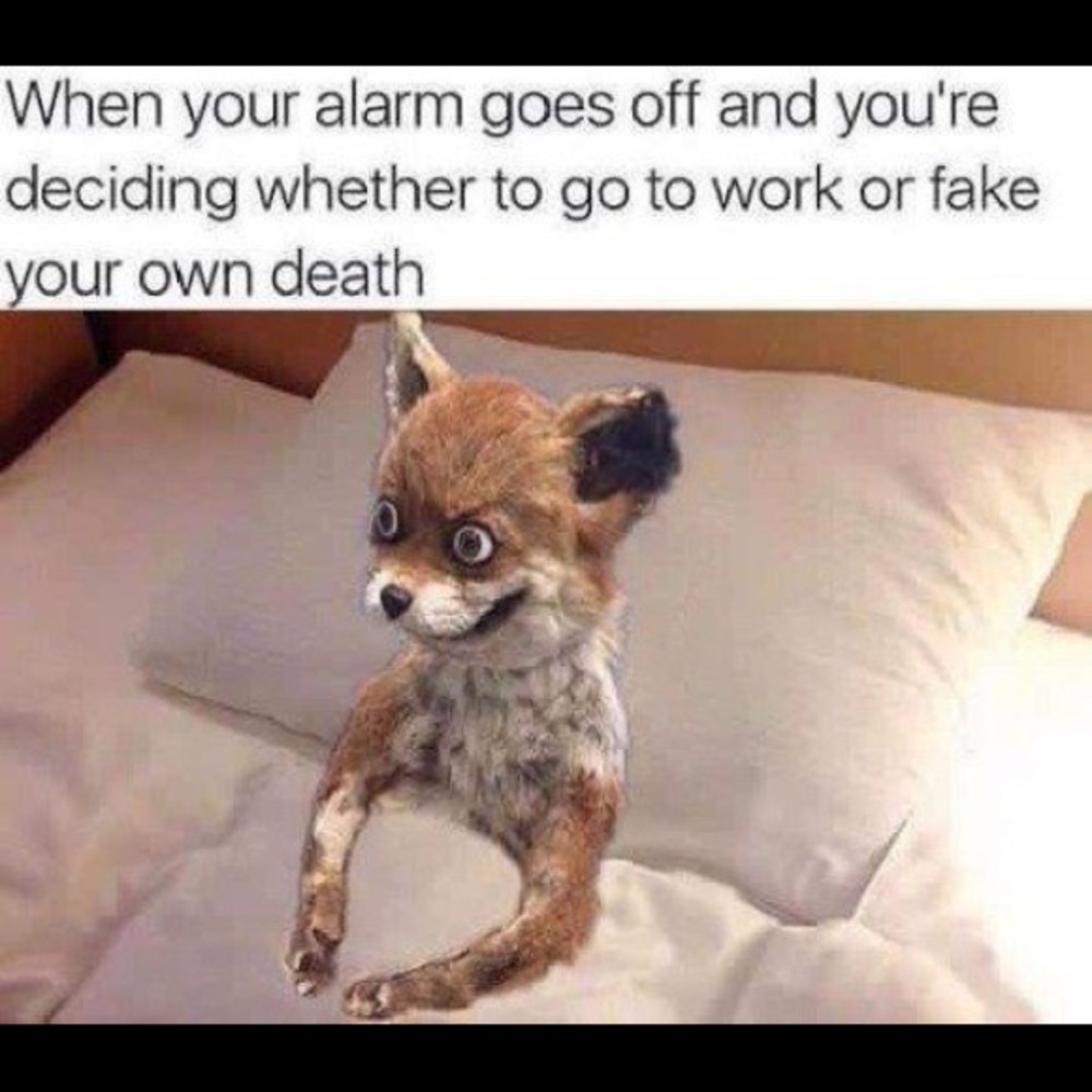 Meet your Posher, Tracy