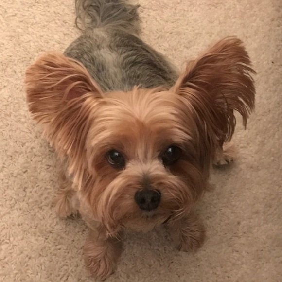 Meet your Posher, Brandon - Picture 4 of 7