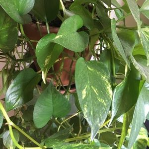 Meet your Posher, Hema