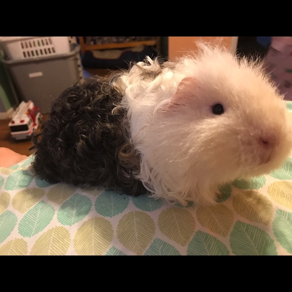 Meet your Posher, Heather