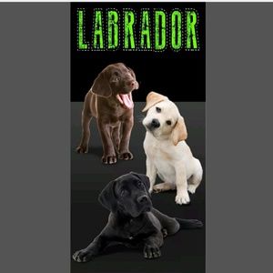 Labrador Beach Towel