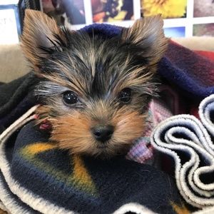 Meet your Posher, Candace