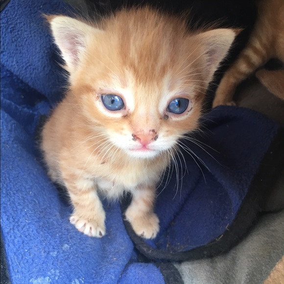 Meet your Posher, Isabelle - Picture 1 of 1