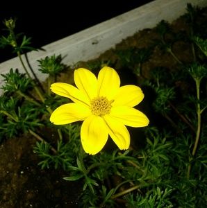 Meet your Posher, Trinity