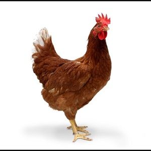 Meet your Posher, Rayna