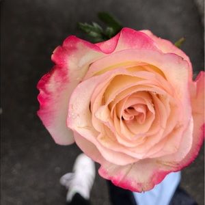 Meet your Posher, Logan