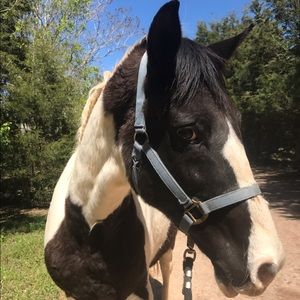 Meet your Posher, Bella