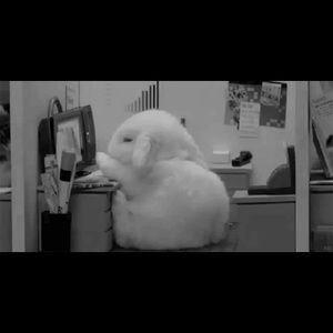 Meet your Posher, Reese