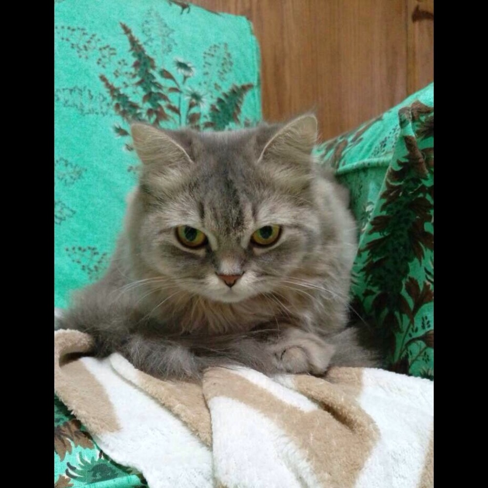 Meet your Posher, Heidi