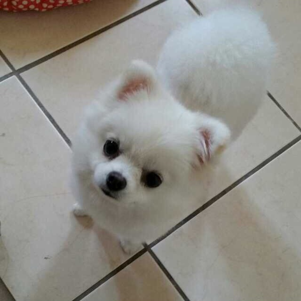 Meet your Posher, Ying