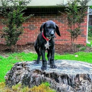 Meet your Posher, Preston