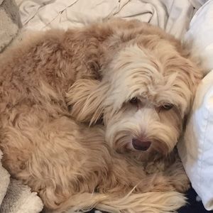 Meet your Posher, Phoebe