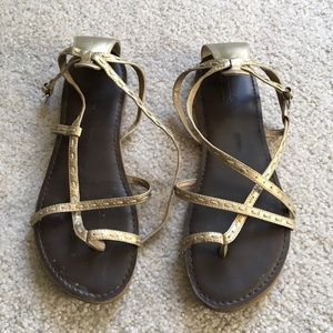 AMERICAN EAGLE // Gladiators