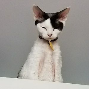 Meet your Posher, Mart