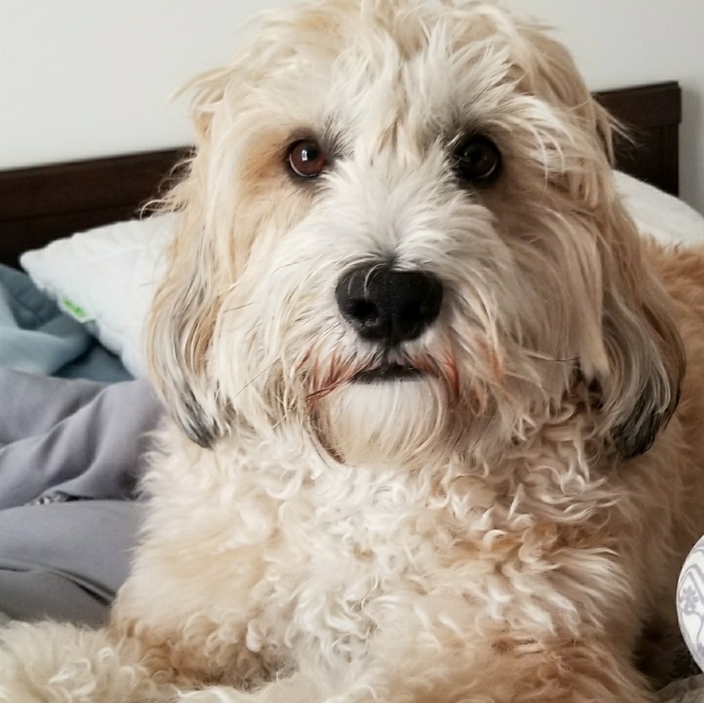 Meet your Posher, Holly