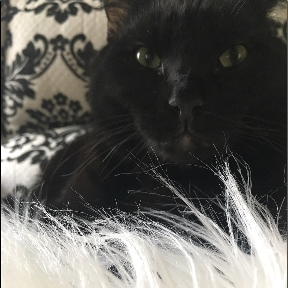 Meet your Posher, Cassidy
