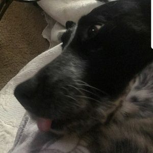 Meet your Posher, Brady