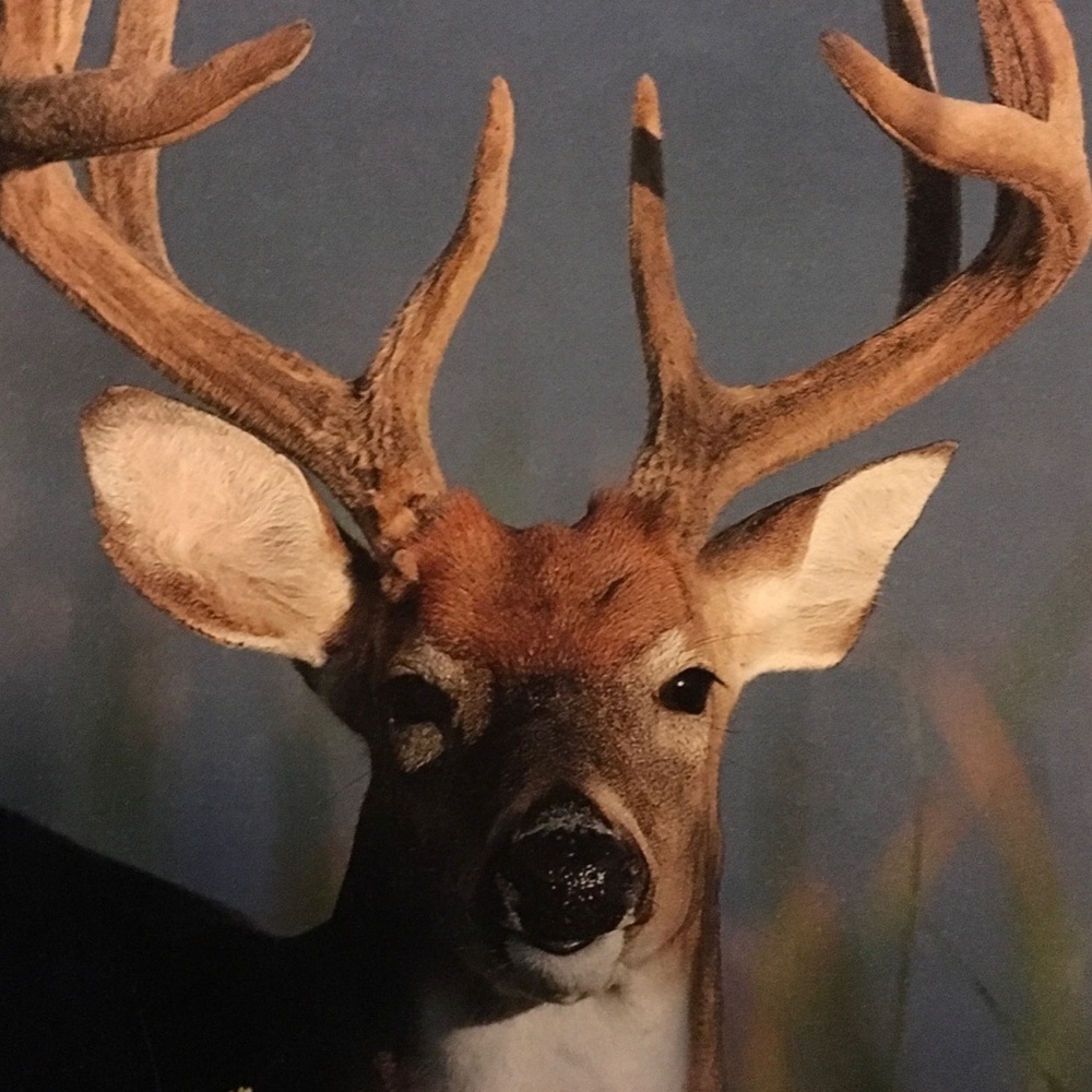 Meet your Posher, Sherryl