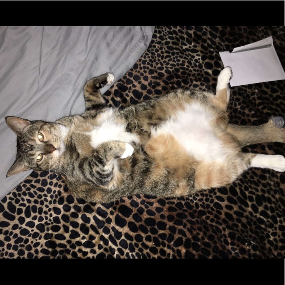 Meet your Posher, Gabi