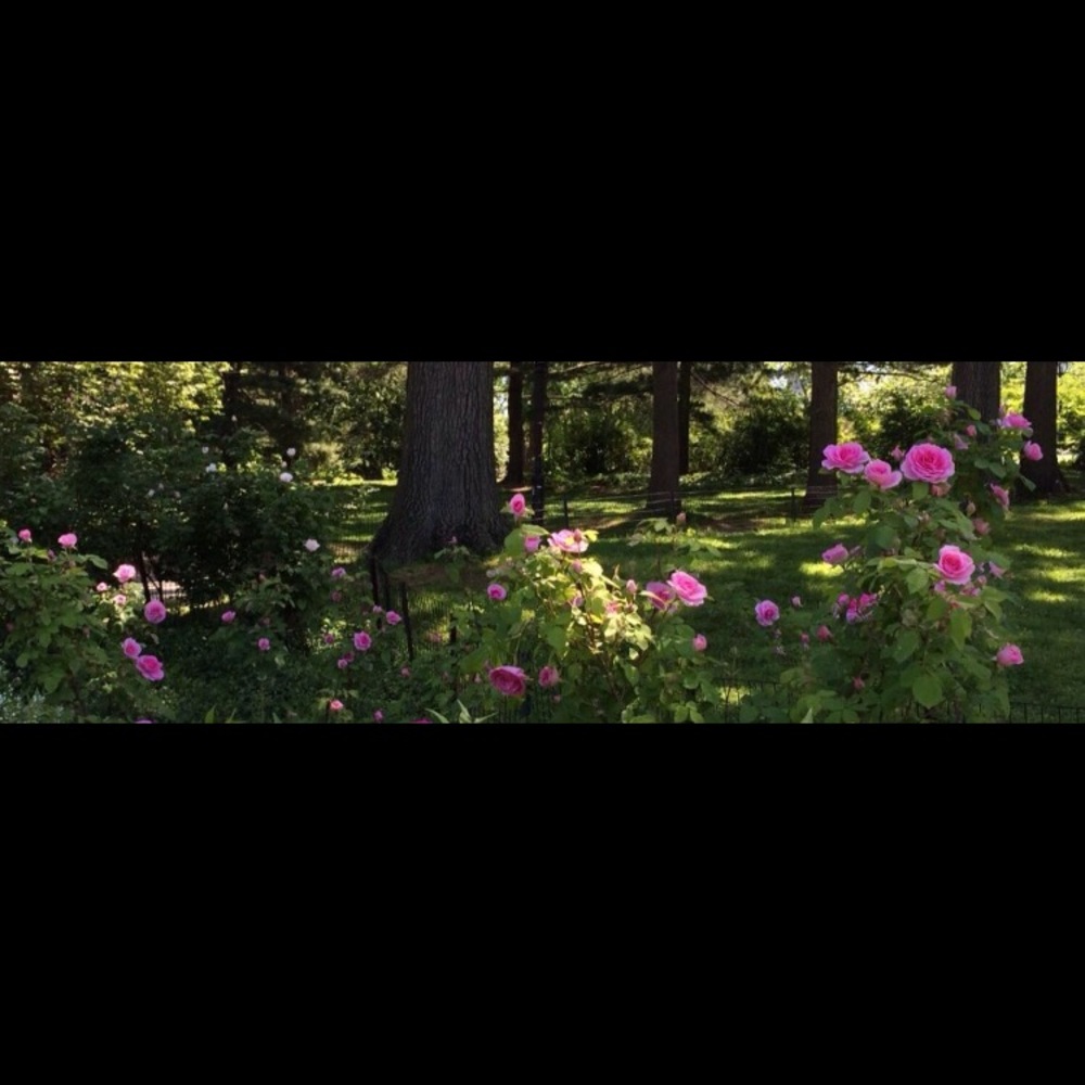 Meet your Posher, Jax