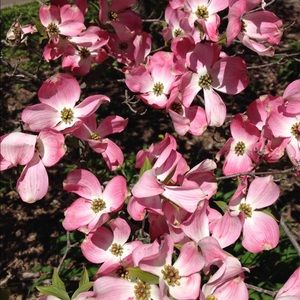 Meet your Posher, Lottie