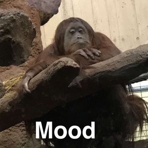 Meet your Posher, Lionel