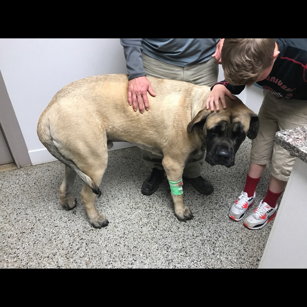 BIG DOG = BIG EMERGENCY VET BILLS SALE