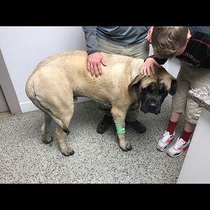 BIG DOG = BIG EMERGENCY VET BILLS SALE
