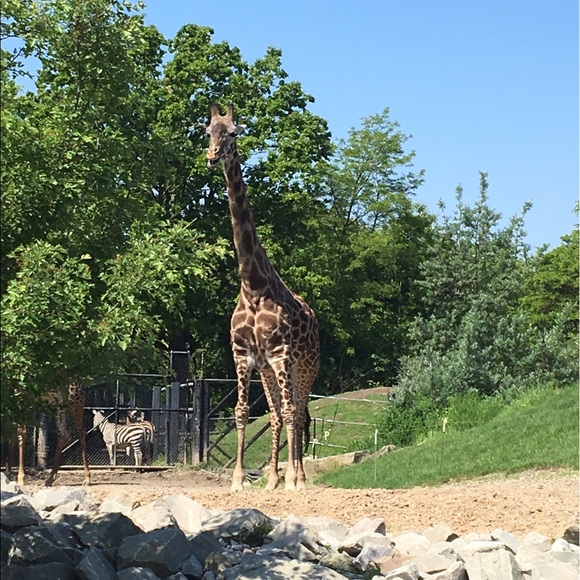 Meet your Posher, Jocelyn - Picture 1 of 1