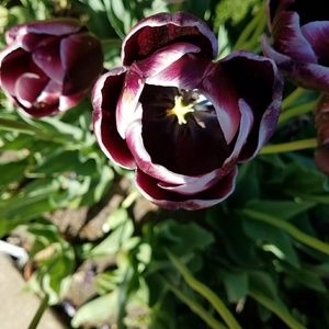 Meet your Posher, Cathy