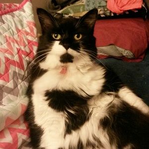 Meet your Posher, Rose