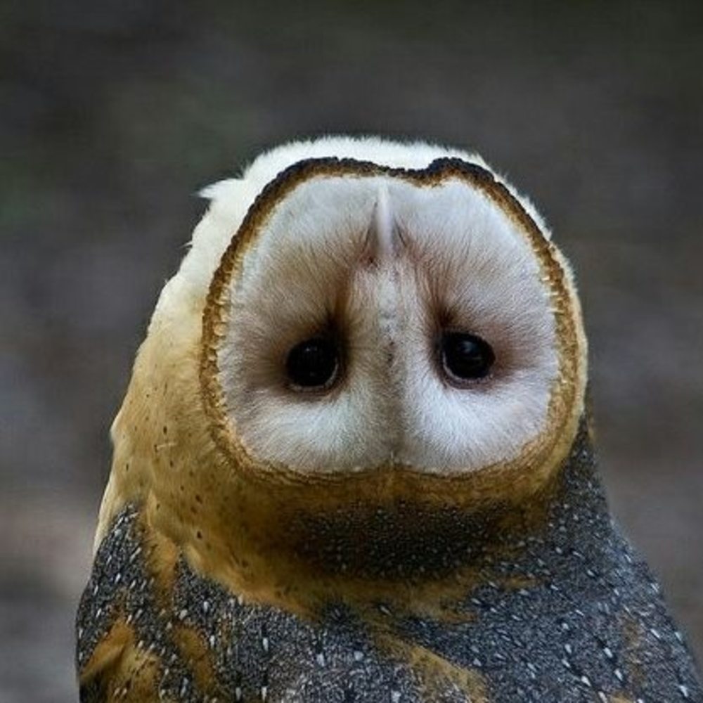 Meet your Posher, Jo