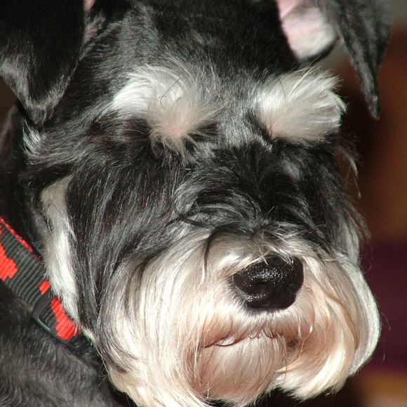 Meet your Posher, Jack - Picture 1 of 1