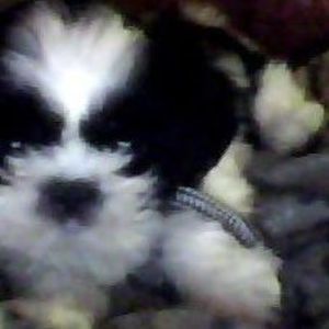 Meet your Posher, Carmen