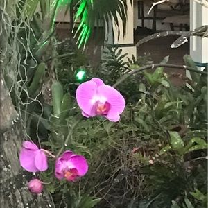 Meet your Posher, Bobbie