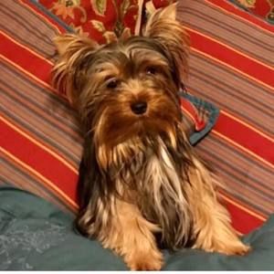 Meet your Posher, Teresa