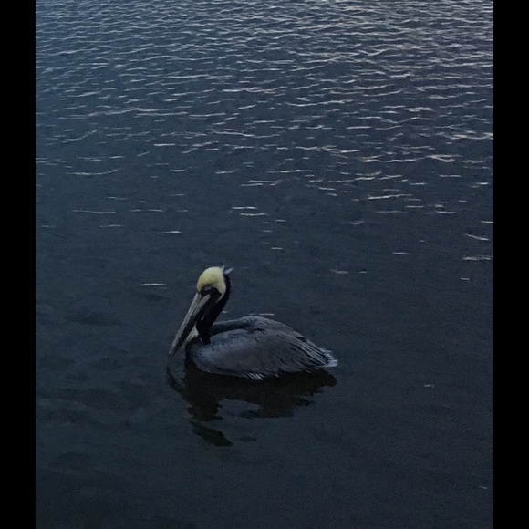 Meet your Posher, Ron - Picture 1 of 1