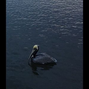 Meet your Posher, Ron