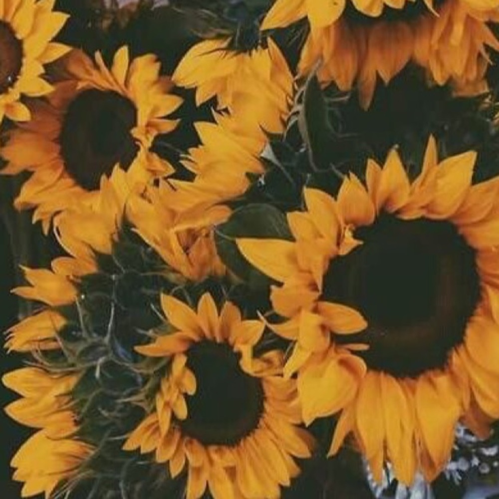 Meet your Posher, Harley