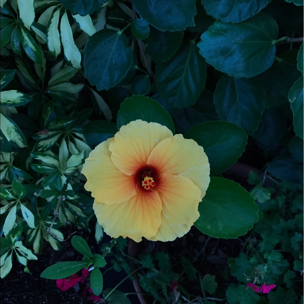 Meet your Posher, Kylie