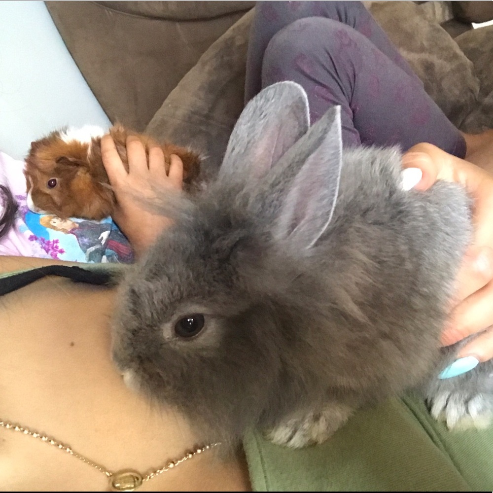 Meet my bunny and guinea pig (: